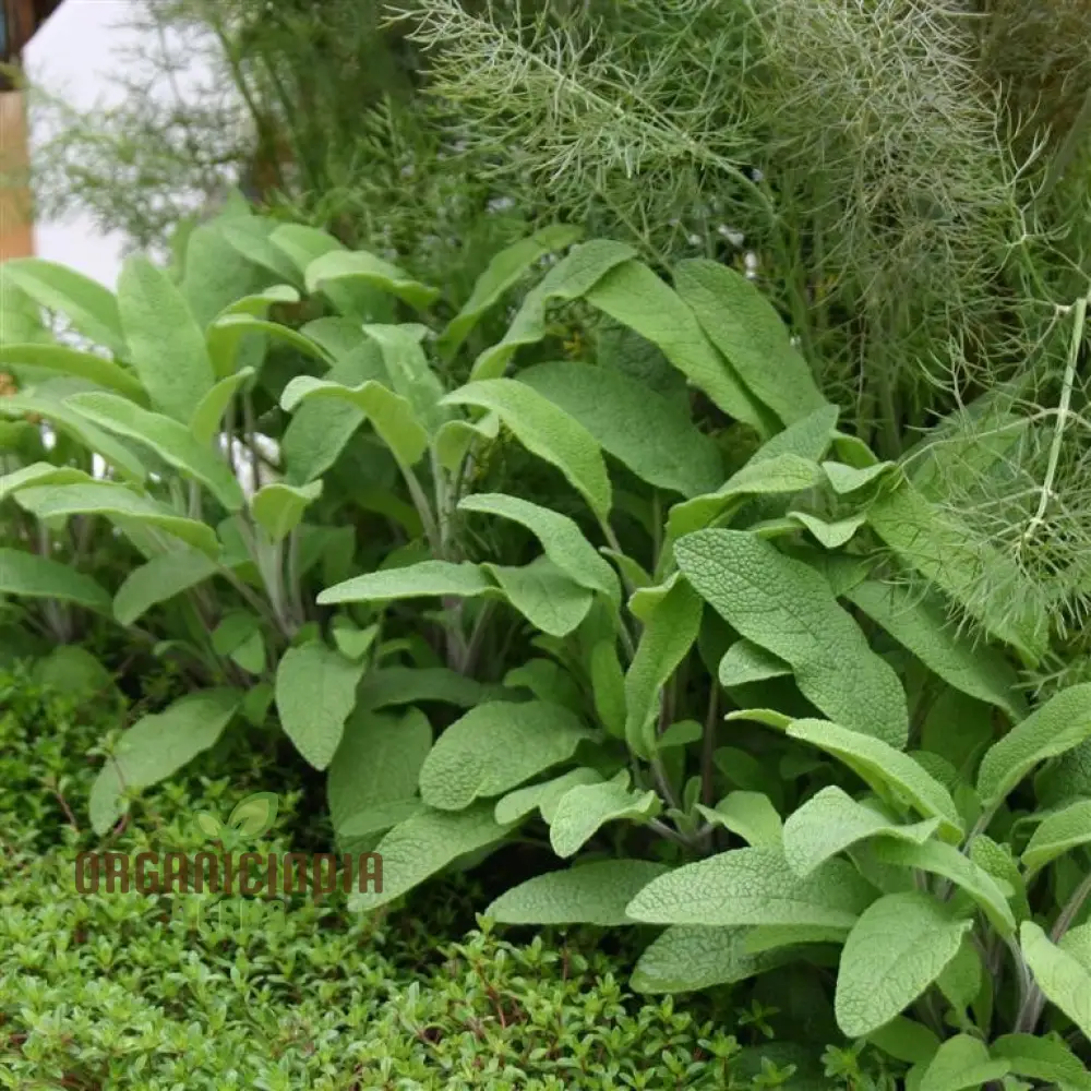 Sage Broadleaf Seeds – Premium Quality for Planting Success - Image 4