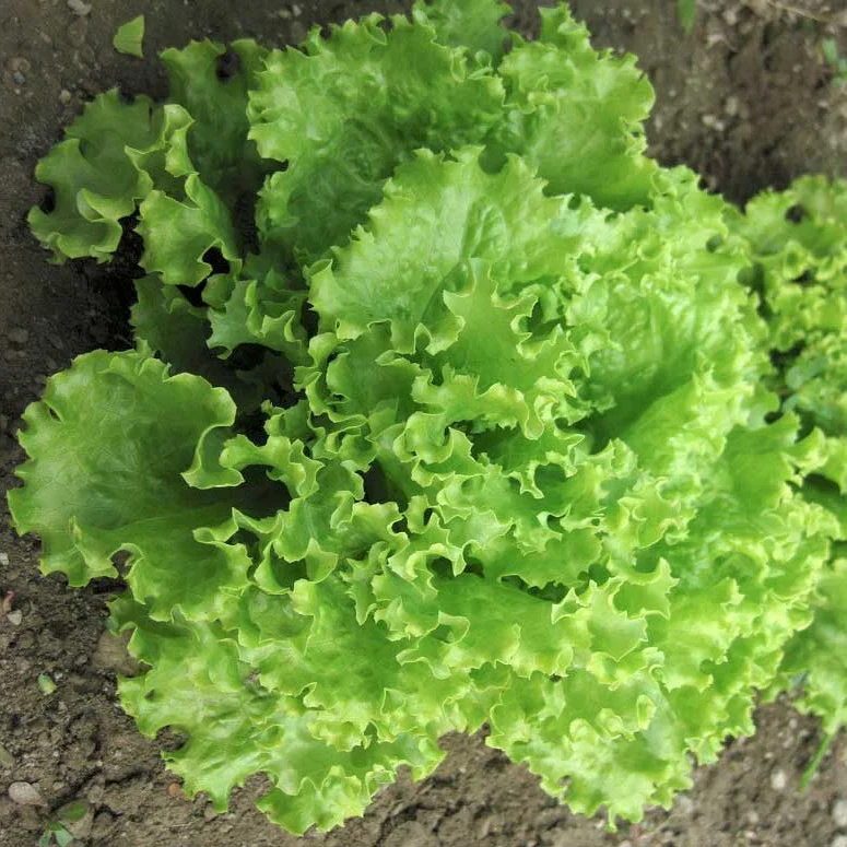 Salad Bowl Lettuce Seeds – Fresh, Crisp & Easy to Grow for Your Garden - Image 2