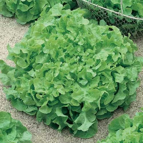 Salad Bowl Lettuce Seeds – Fresh, Crisp & Easy to Grow for Your Garden - Image 3