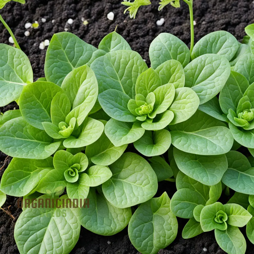 Salad Leafy Plant Seeds, Salad Corn Seeds For Planting