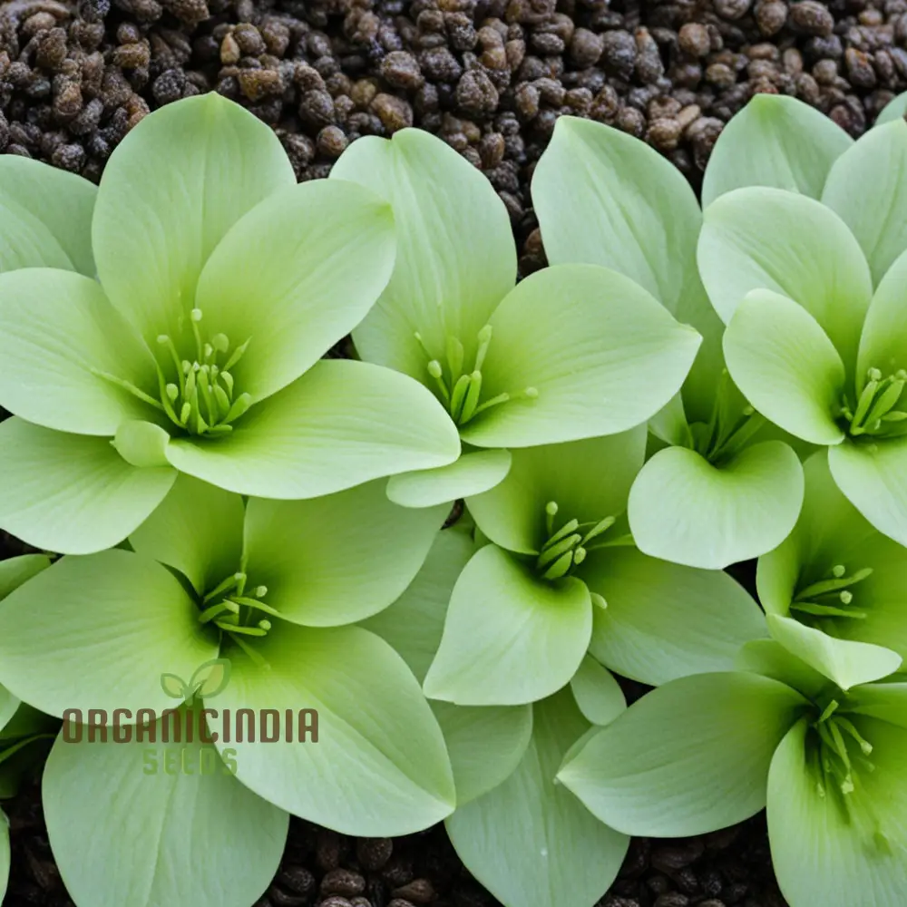 Salad Leafy Plant Seeds, Salad Corn Seeds For Planting - Image 2