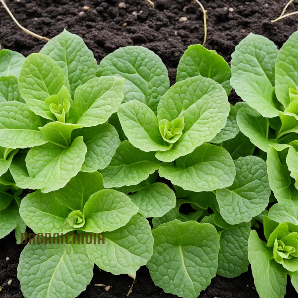 Salad Leafy Plant Seeds, Salad Corn Seeds For Planting - Image 3