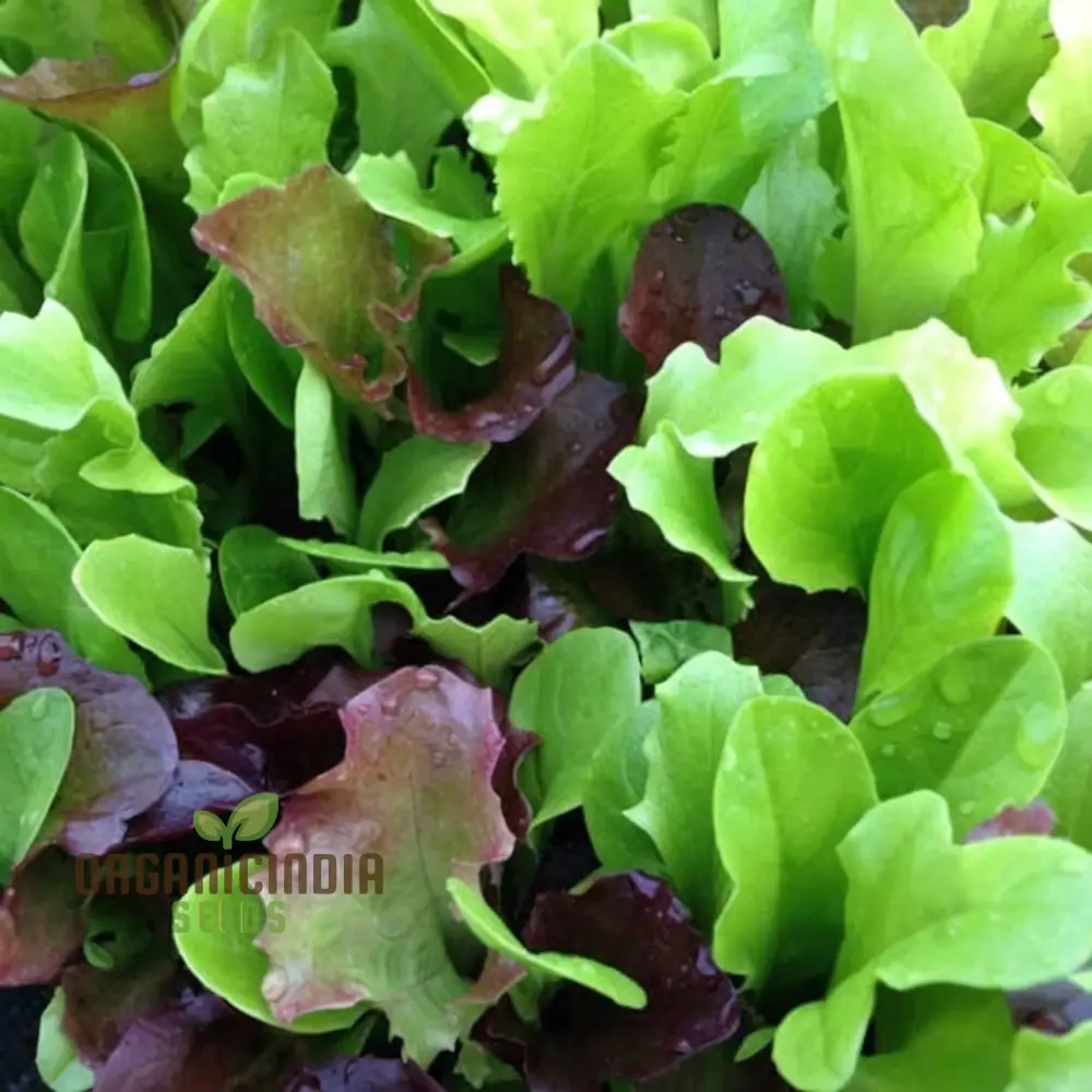 Salad Leaves Mesclun Mixed Seeds, Elevate Your Gardening with a Diverse and Nutritious Blend of Fresh, Flavorful Leaves!