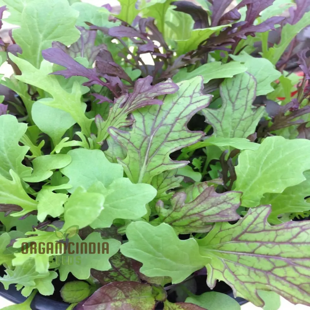 Salad Leaves Mustard Mix Seeds for a Diverse Array of Fresh, Flavorful Greens – Perfect for Your Homegrown Culinary Creations!
