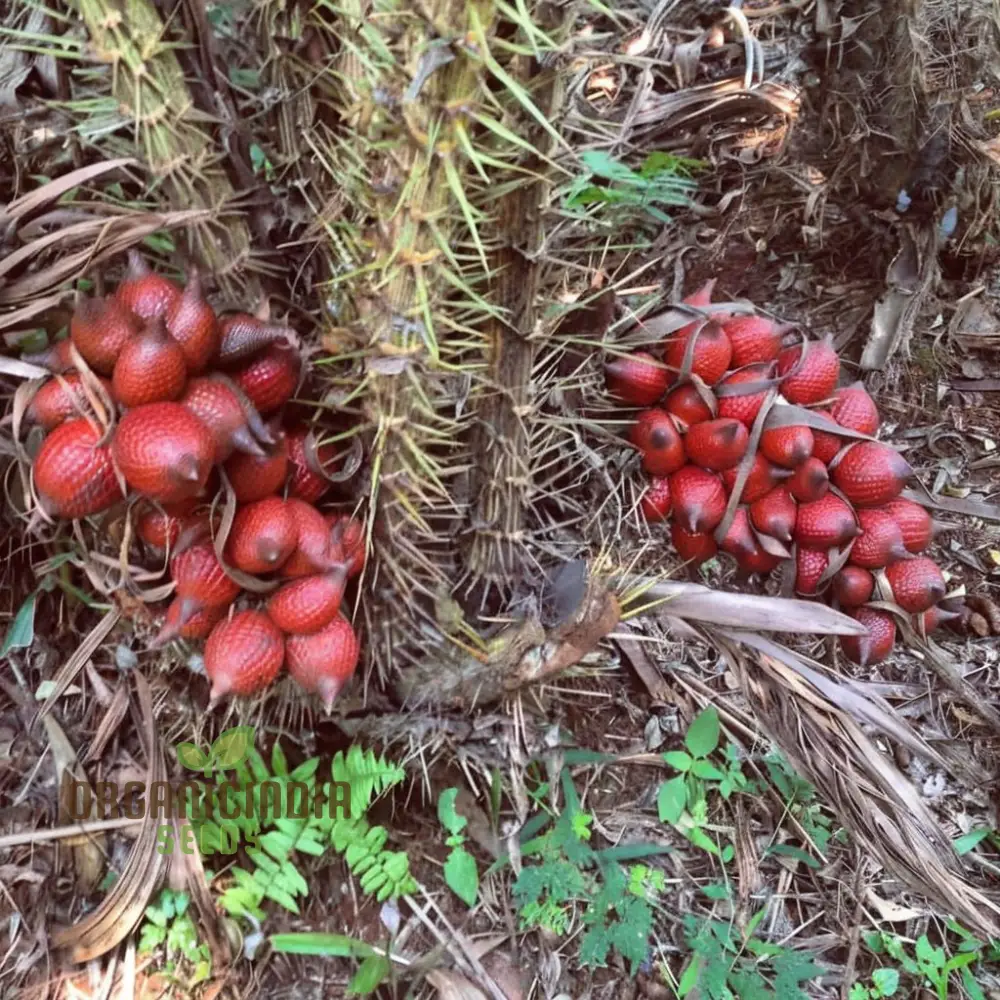 Salak Seed Snakeskin Fruit Seeds for Planting, Grow Your Own Exotic Salak Fruit Trees