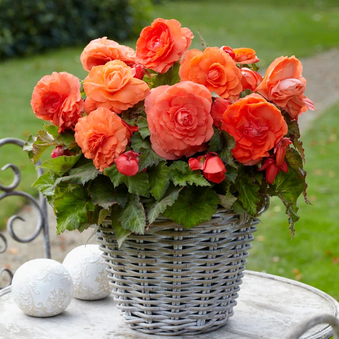 Salmon Begonia Flower Seeds ,Soft Peachy Blooms, Easy to Grow, Non-GMO - Image 2