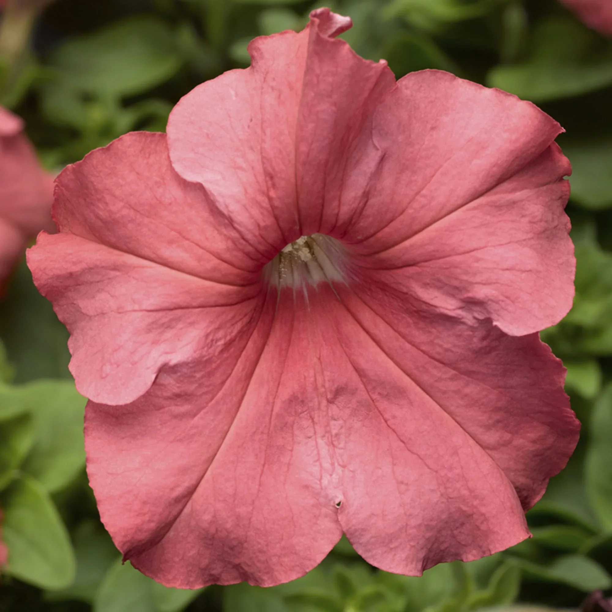 Salmon Petunia Seeds – Rosy-Orange Blooms for Gardens & Containers - Image 3