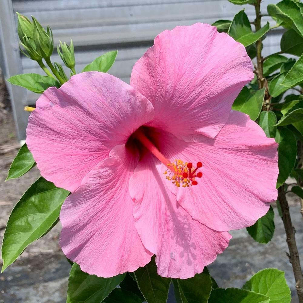 Salmon Pink Hibiscus Seeds for Planting - Image 6