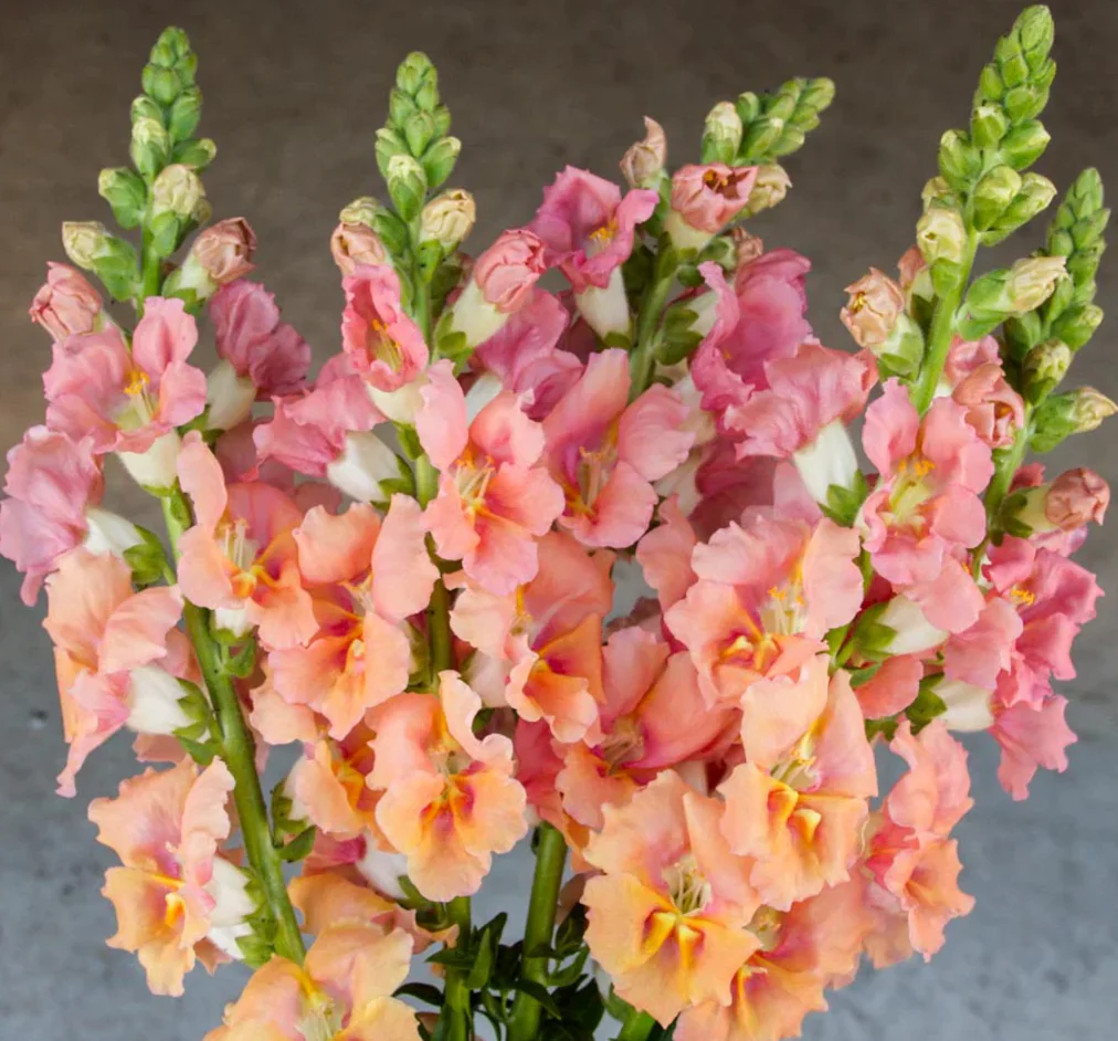 Salmon Snapdragon Seeds – Unique Vibrant Blooms for Garden Planting