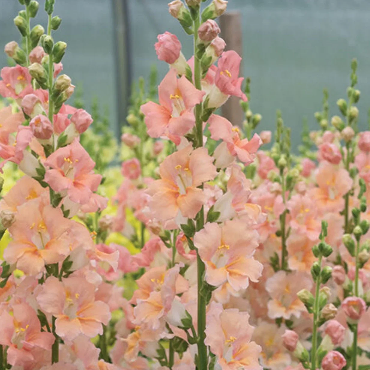 Salmon Snapdragon Seeds – Unique Vibrant Blooms for Garden Planting - Image 2