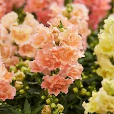 Salmon Snapdragon Seeds – Unique Vibrant Blooms for Garden Planting - Image 4