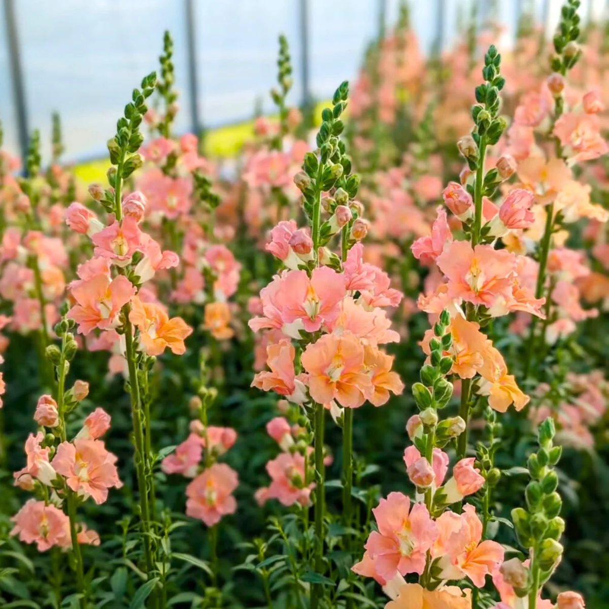 Salmon Snapdragon Seeds – Unique Vibrant Blooms for Garden Planting - Image 5