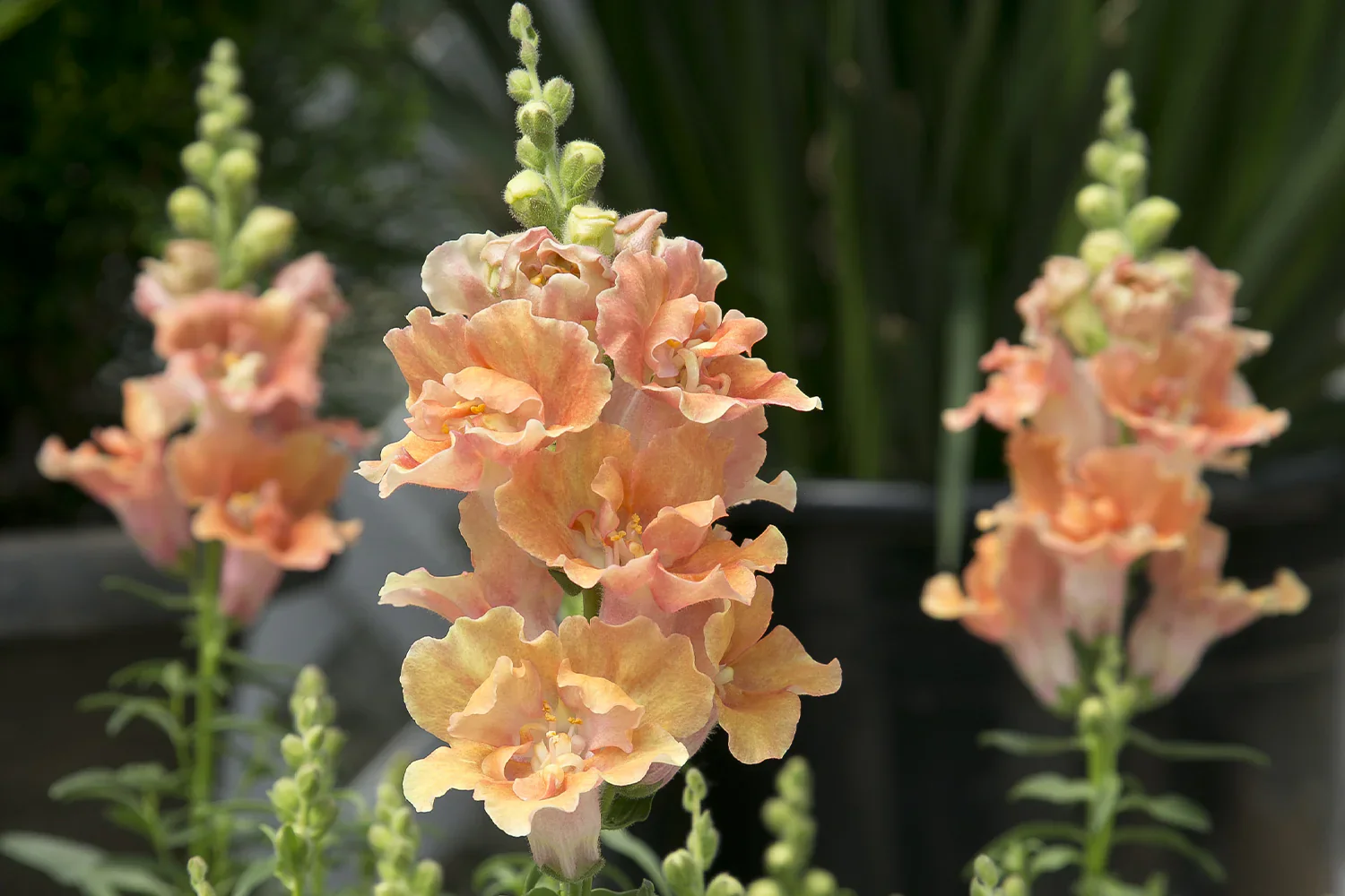 Salmon Snapdragon Seeds – Unique Vibrant Blooms for Garden Planting - Image 6