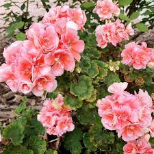 Salmon & White Geranium Seeds – Soft Pastel Blooms for Gardens