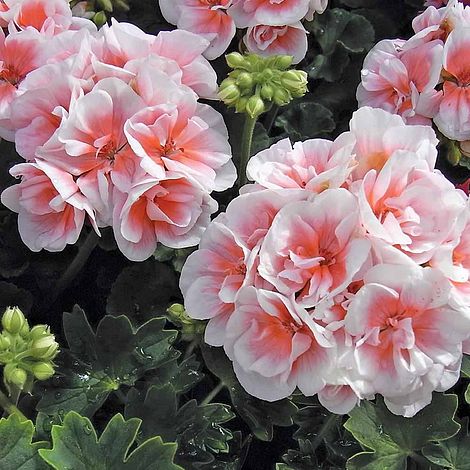 Salmon & White Geranium Seeds – Soft Pastel Blooms for Gardens - Image 2