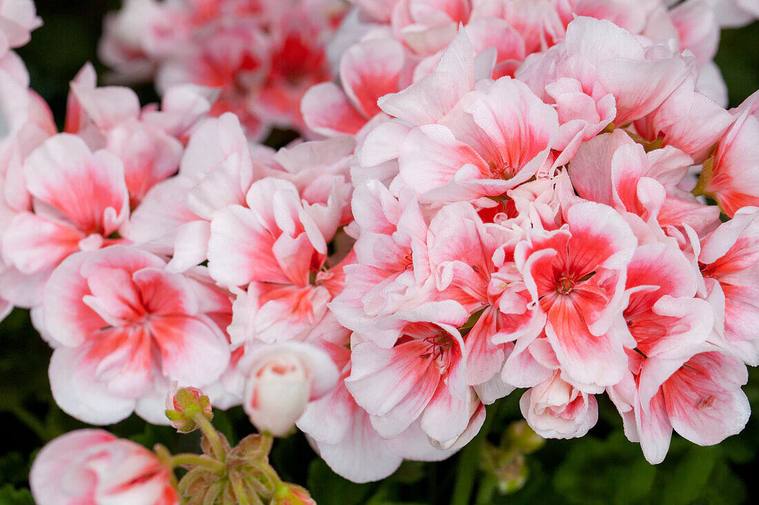 Salmon & White Geranium Seeds – Soft Pastel Blooms for Gardens - Image 3