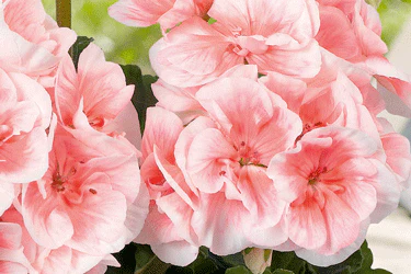 Salmon & White Geranium Seeds – Soft Pastel Blooms for Gardens - Image 4