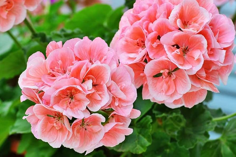 Salmon & White Geranium Seeds – Soft Pastel Blooms for Gardens - Image 5
