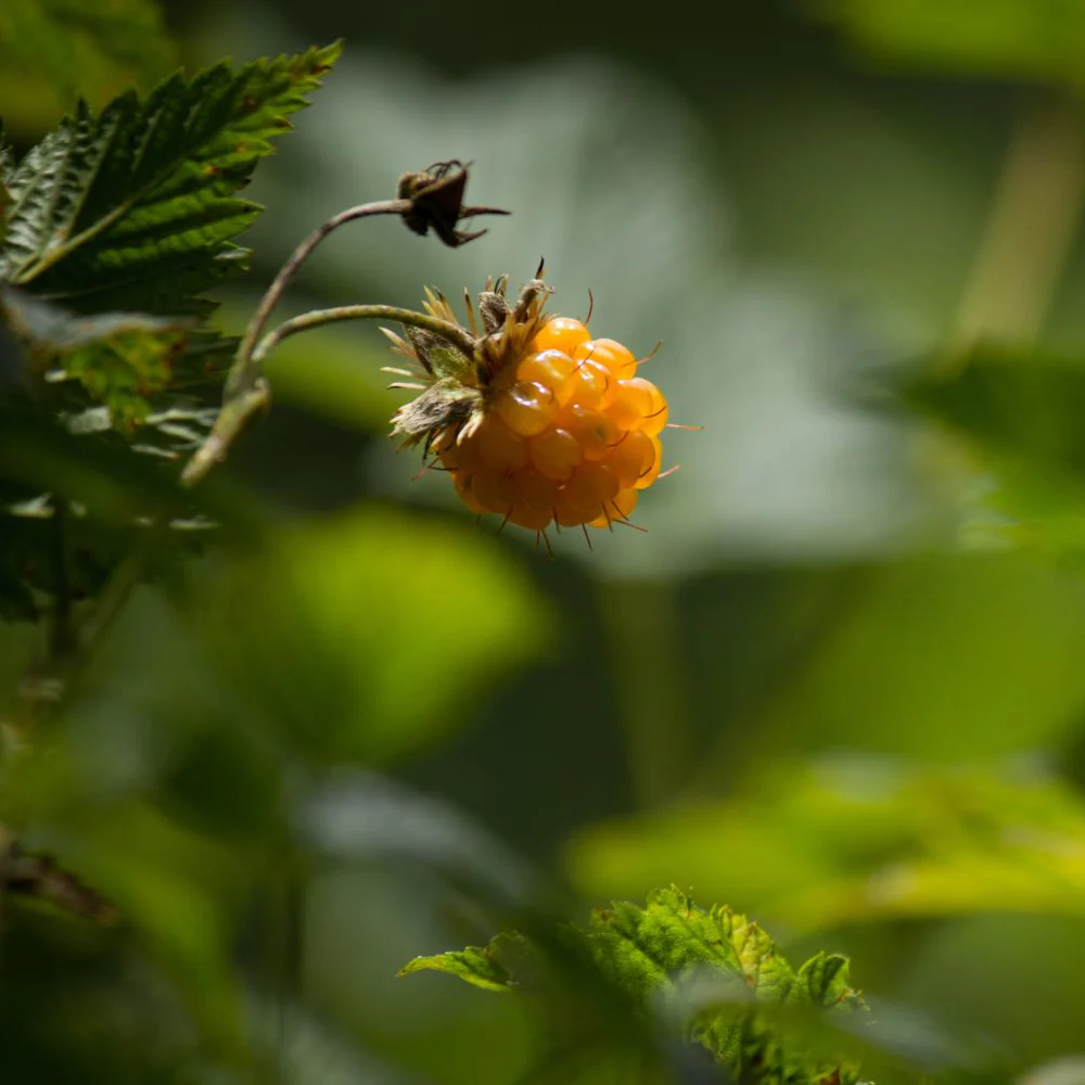 Salmonberry Fruit Seeds