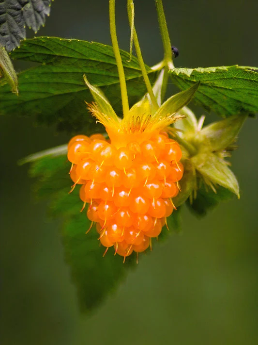 Salmonberry Fruit Seeds - Image 3