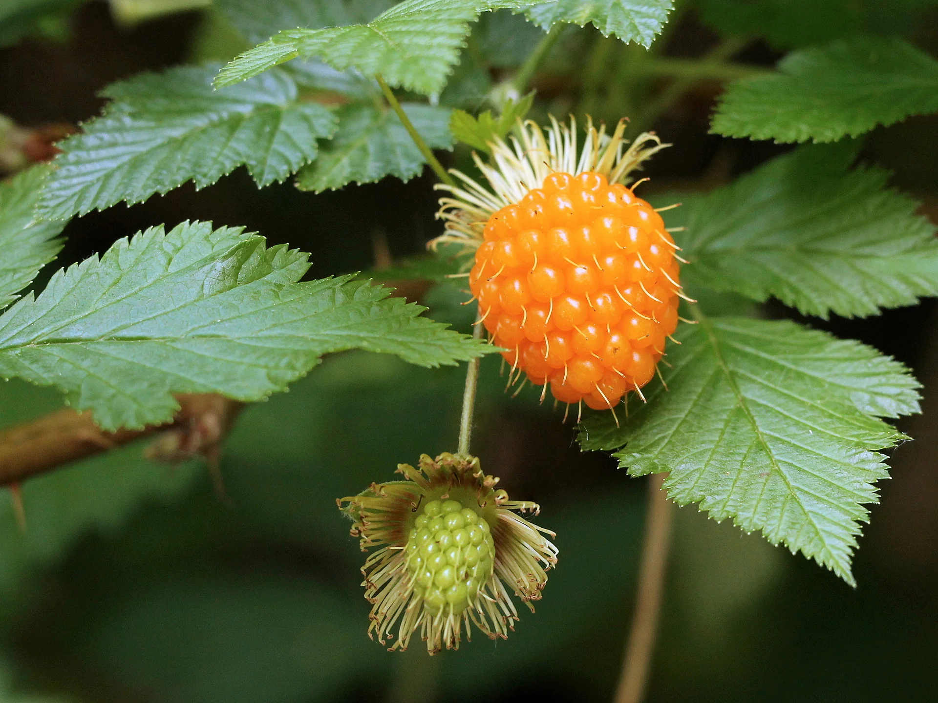 Salmonberry Fruit Seeds - Image 4