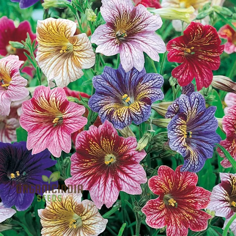 Salpiglossis Bolero F2 Seeds - Grow Exquisite and Colorful Bolero Salpiglossis Flowers in Your Garden