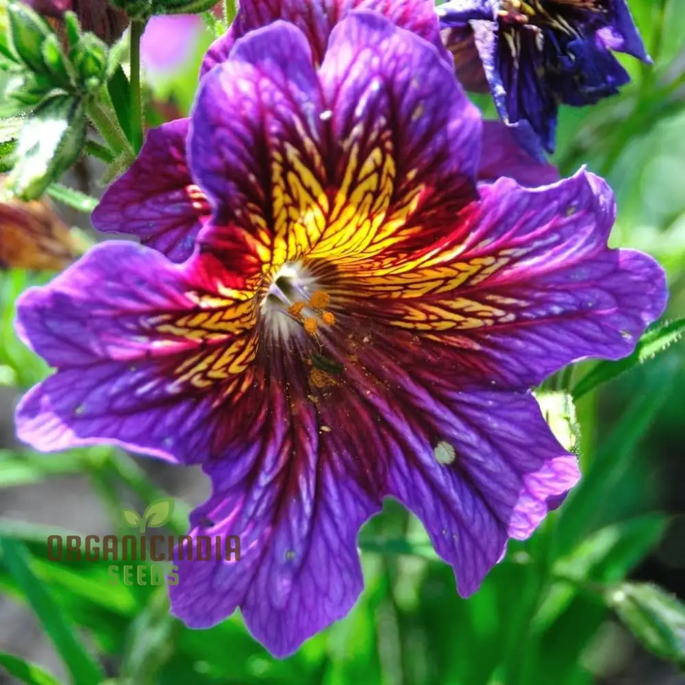 Salpiglossis Bolero F2 Seeds - Grow Exquisite and Colorful Bolero Salpiglossis Flowers in Your Garden - Image 4