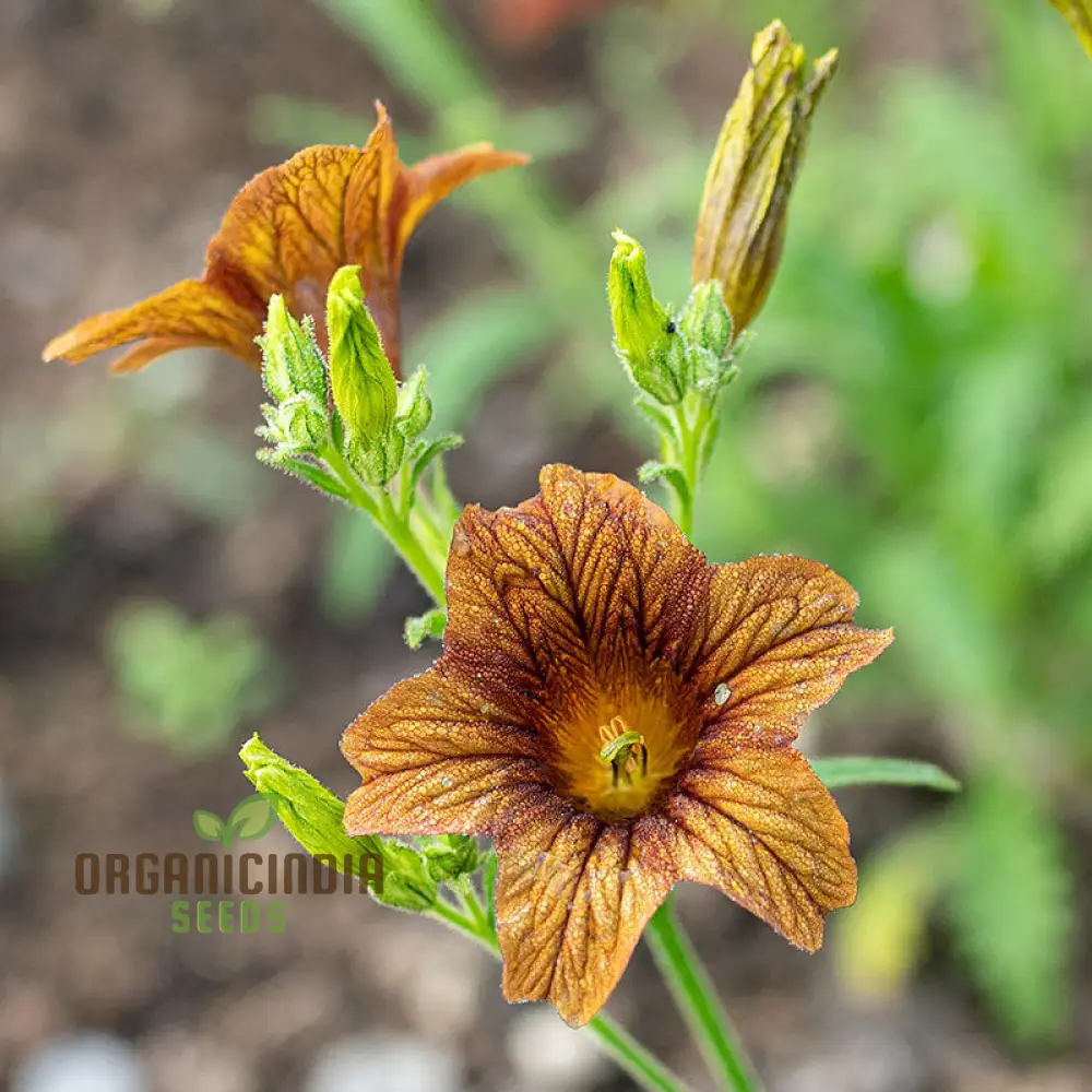 Salpiglossis CafÃ© au Lait Seeds - Cultivate Elegant and Delicate CafÃ© au Lait Salpiglossis Flowers in Your Garden