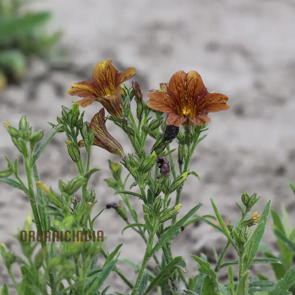 Salpiglossis CafÃ© au Lait Seeds - Cultivate Elegant and Delicate CafÃ© au Lait Salpiglossis Flowers in Your Garden - Image 3