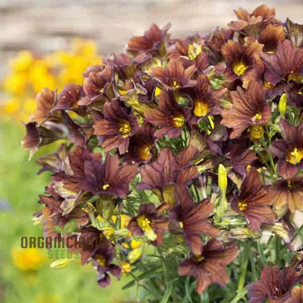 Salpiglossis CafÃ© au Lait Seeds - Cultivate Elegant and Delicate CafÃ© au Lait Salpiglossis Flowers in Your Garden - Image 4