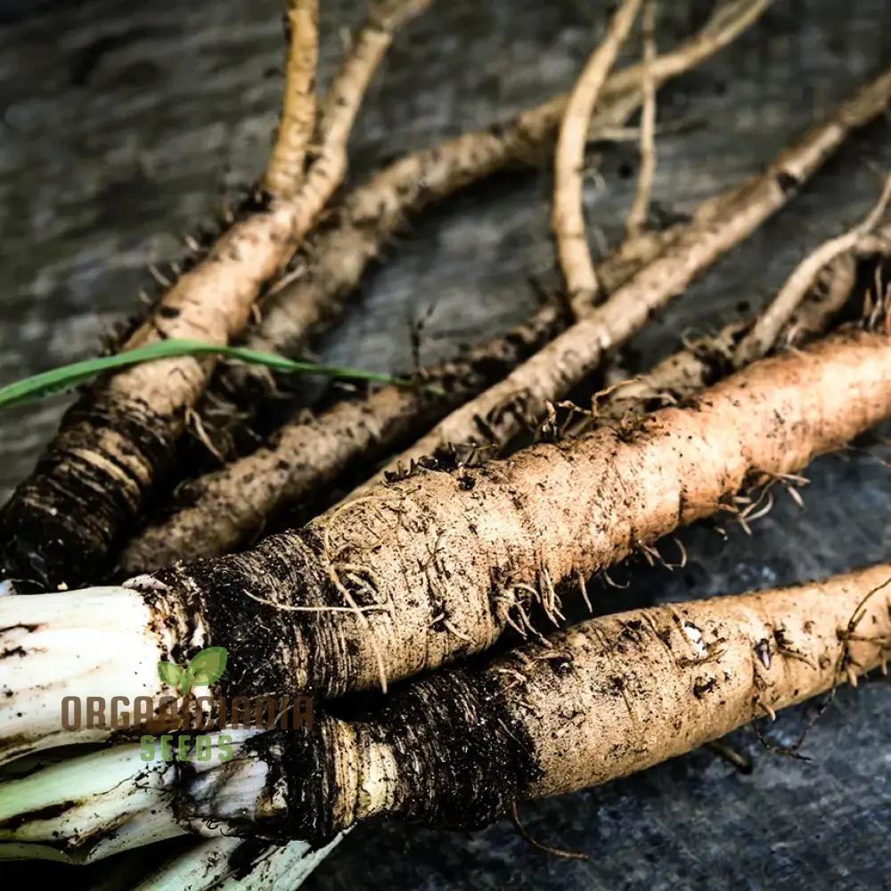 Salsify Sandwich Island Vegetable Seeds For Planting: The Ultimate Gardener's Delight for Exotic and Nutritious Homegrown Produce