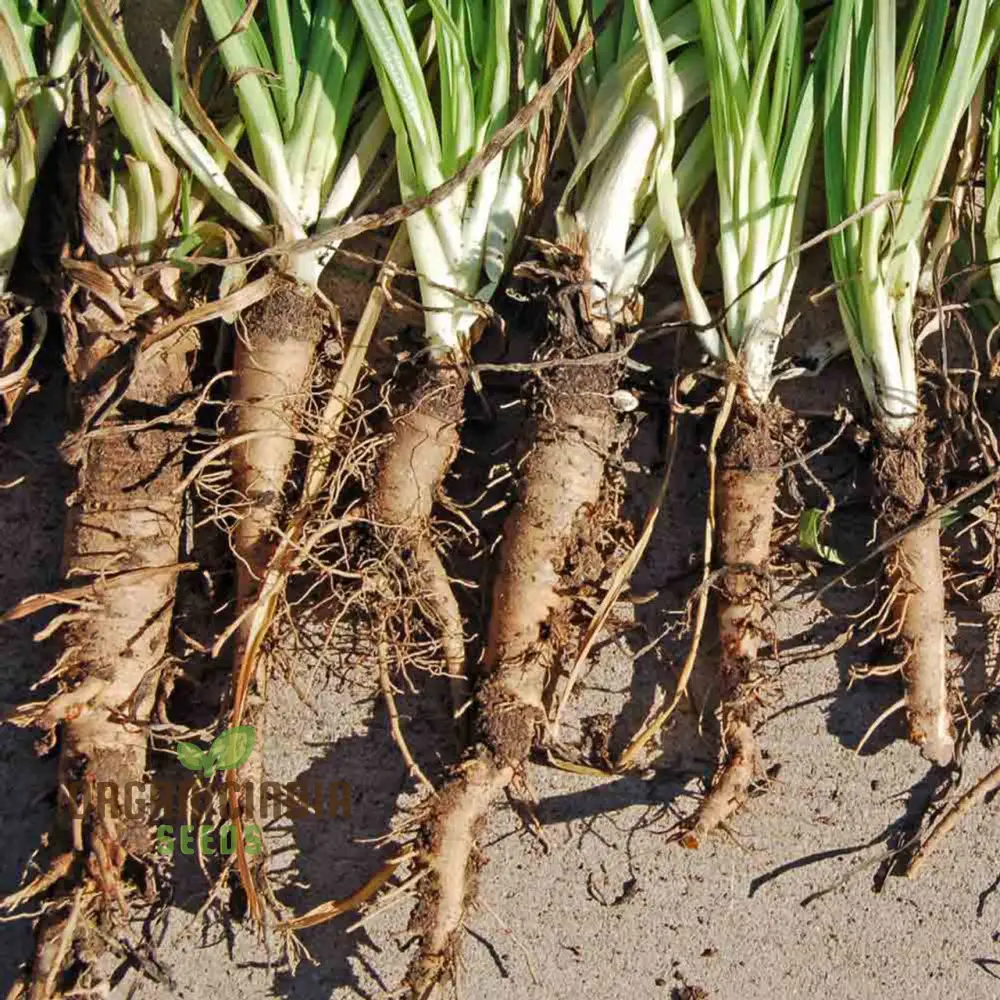 Salsify Sandwich Island Vegetable Seeds For Planting: The Ultimate Gardener's Delight for Exotic and Nutritious Homegrown Produce - Image 3