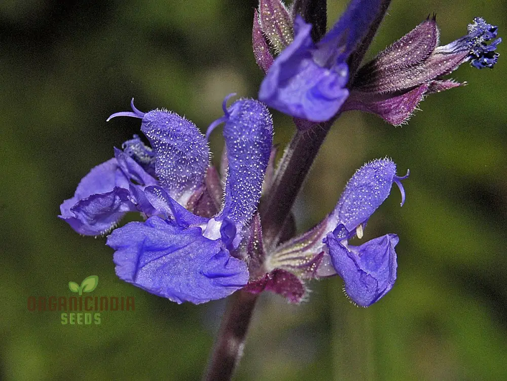 Salvia Amplexicaulis Seeds for Gardening Enthusiasts | Organic Gardening Seeds | Buy Salvia Amplexicaulis Seeds Online