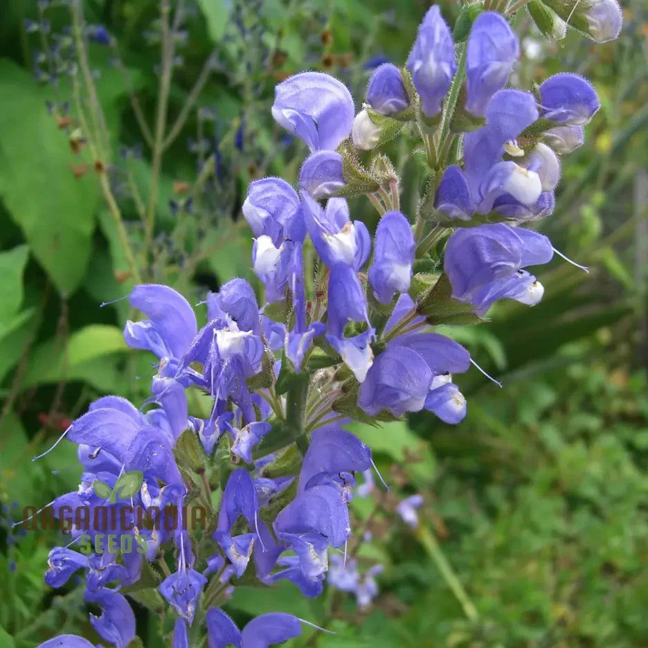 Salvia Barrelieri Seeds for Gardening - Premium Quality Seeds for Beautiful and Vibrant Garden Blooms