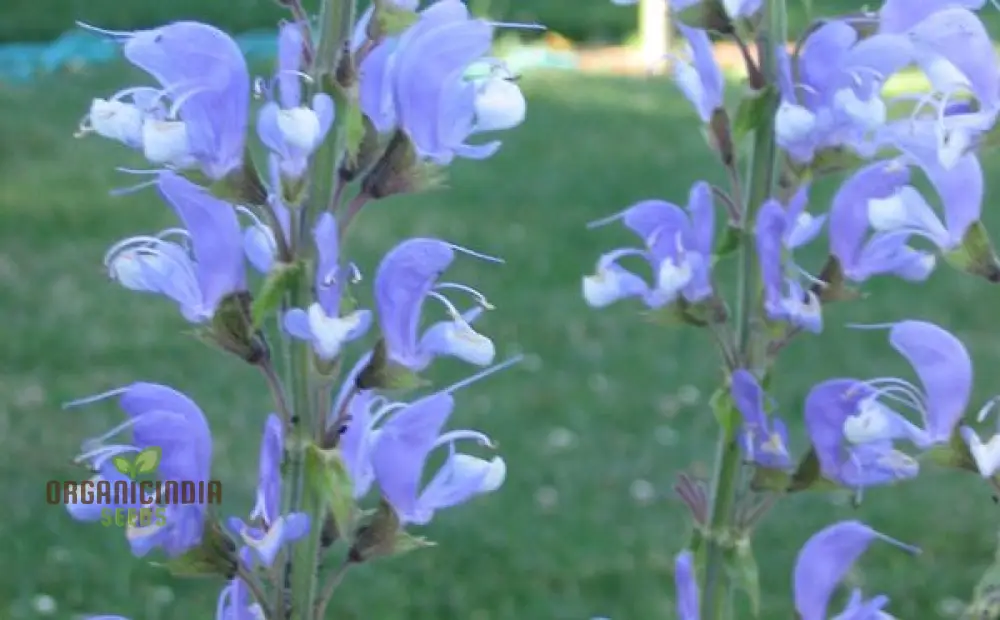 Salvia Barrelieri Seeds for Gardening - Premium Quality Seeds for Beautiful and Vibrant Garden Blooms - Image 3