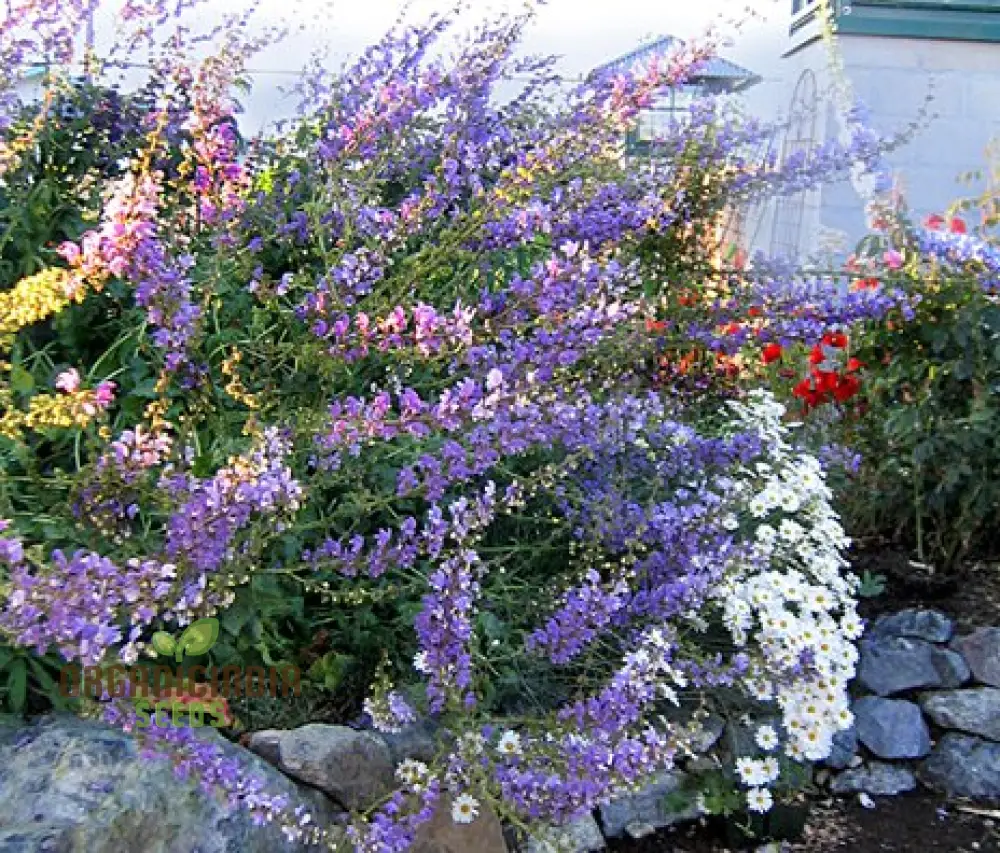 Salvia Barrelieri Seeds for Gardening - Premium Quality Seeds for Beautiful and Vibrant Garden Blooms - Image 4