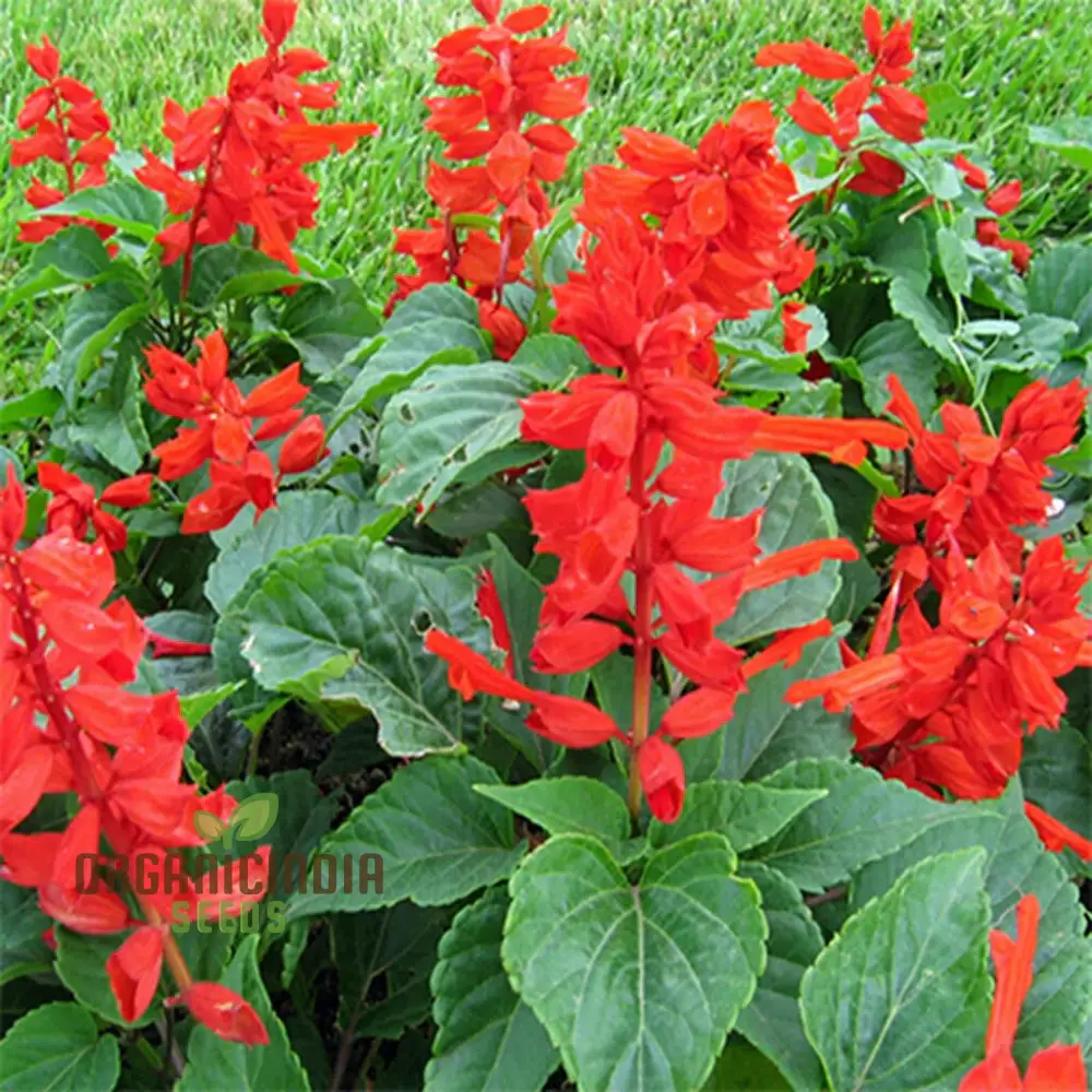 SALVIA - BLOOD SAGE Seeds for Gardening Enthusiasts | Premium Quality Planting Seeds
