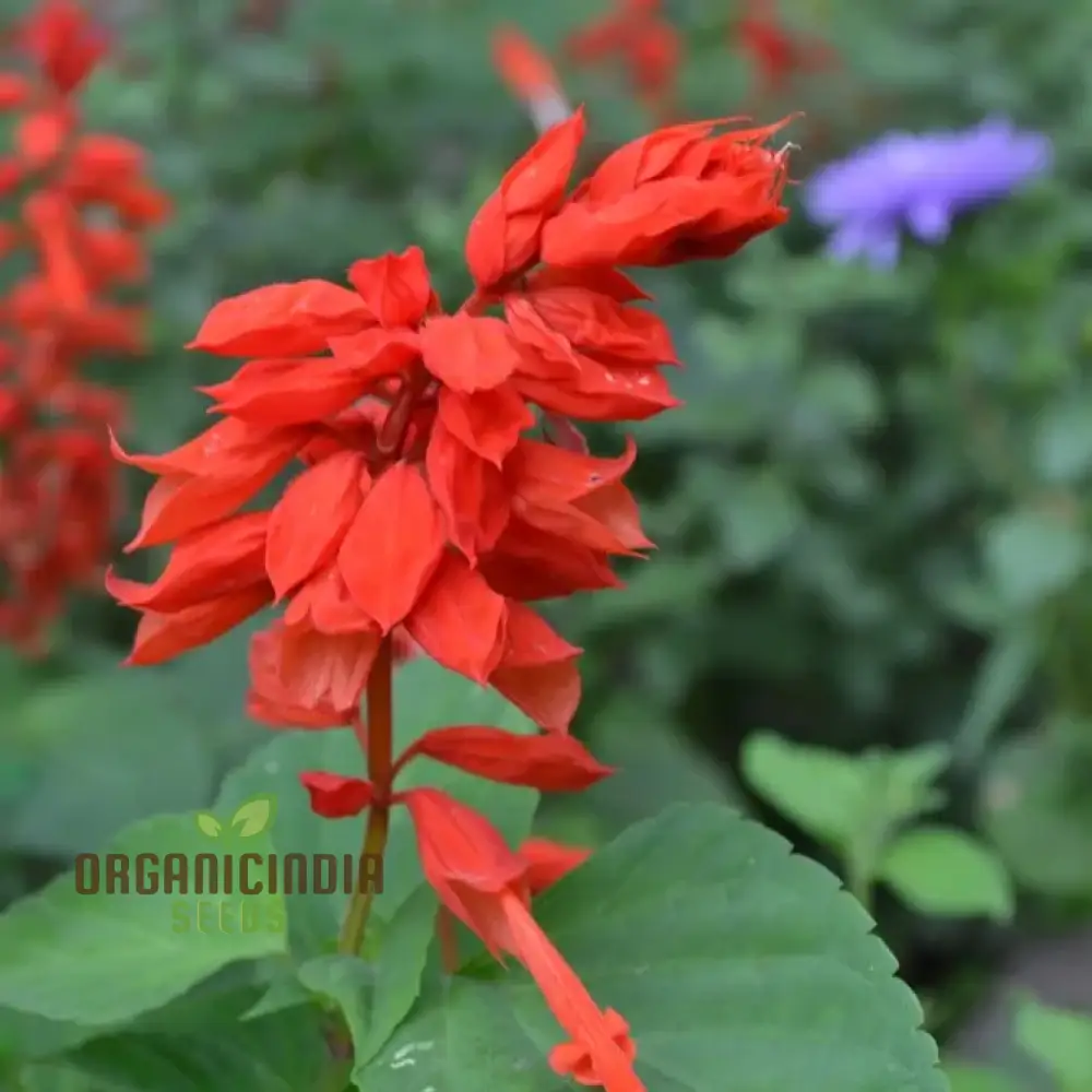 SALVIA - BLOOD SAGE Seeds for Gardening Enthusiasts | Premium Quality Planting Seeds - Image 3