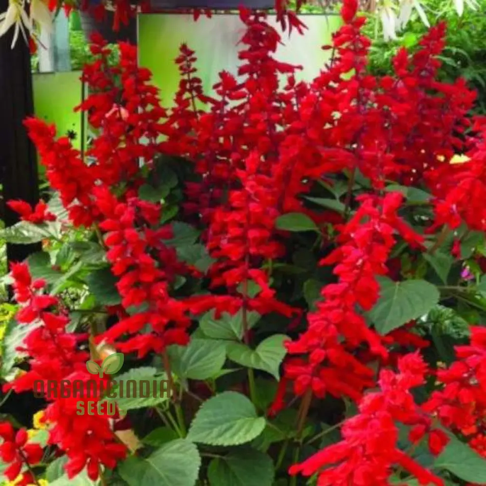 SALVIA - BLOOD SAGE Seeds for Gardening Enthusiasts | Premium Quality Planting Seeds - Image 4
