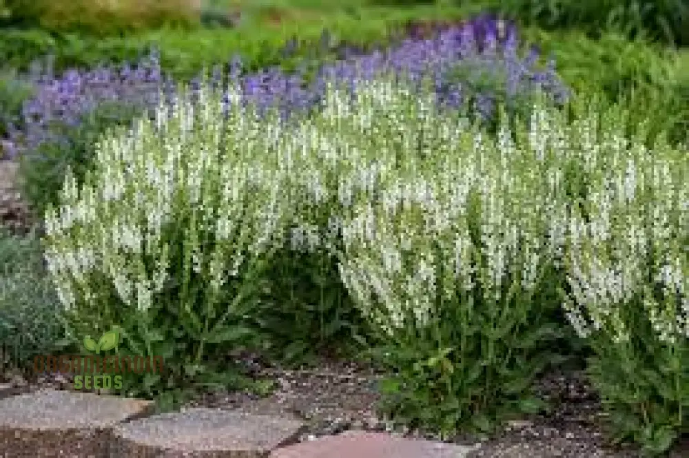 Salvia Candidissima Seeds - Premium Quality for Gardening Enthusiasts | Lengthy Blooming Season | Organic and Easy-to-Grow