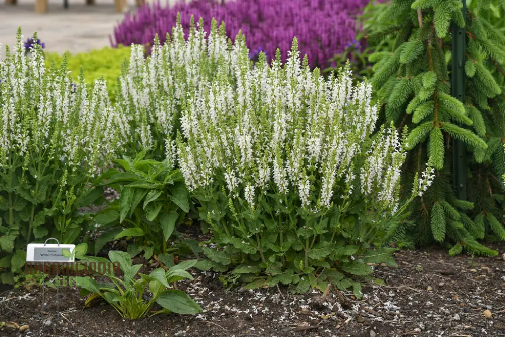 Salvia Candidissima Seeds - Premium Quality for Gardening Enthusiasts | Lengthy Blooming Season | Organic and Easy-to-Grow - Image 3