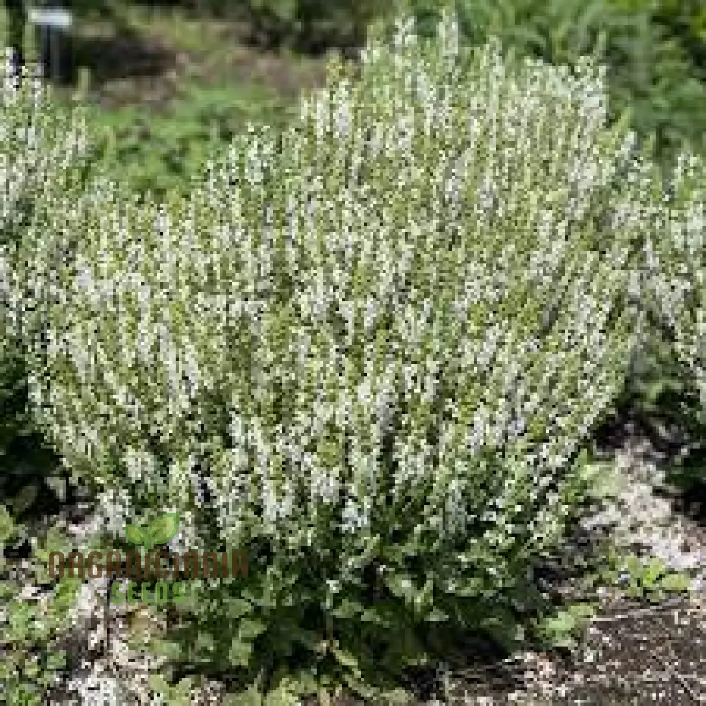Salvia Candidissima Seeds - Premium Quality for Gardening Enthusiasts | Lengthy Blooming Season | Organic and Easy-to-Grow - Image 4
