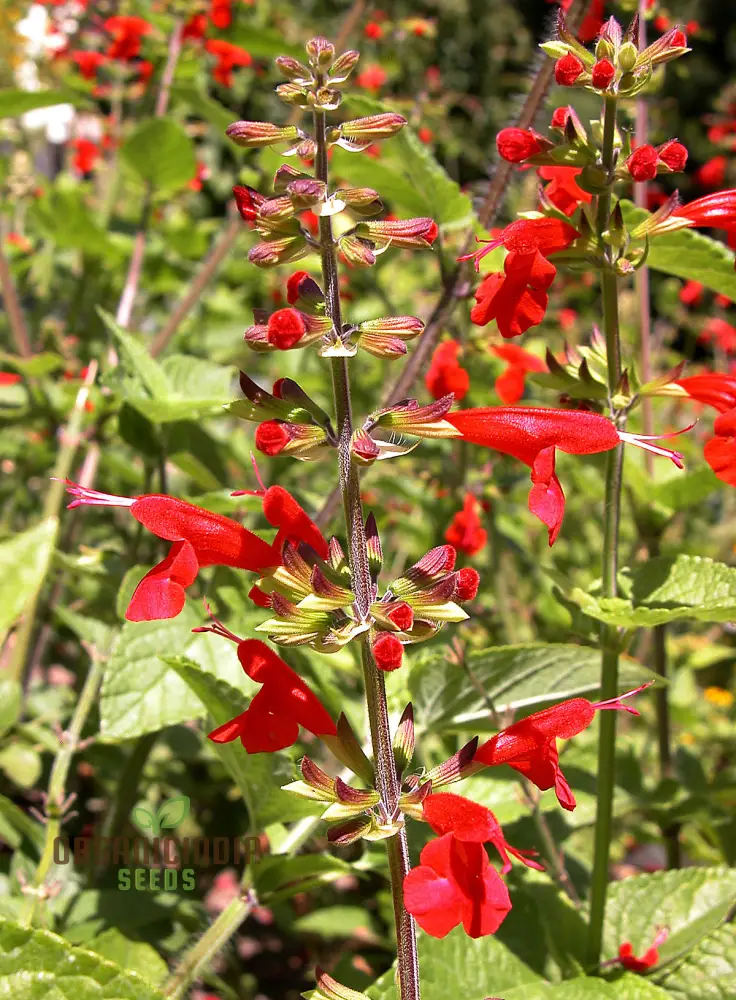 Salvia Coccinea Seeds - Premium Gardening Delights for Vibrant Blooms | Buy Organic Seeds Online