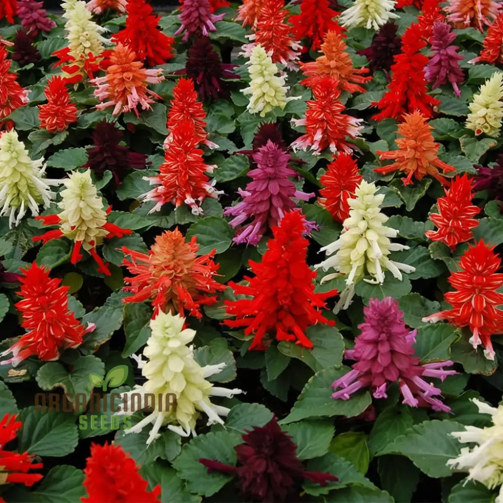 Salvia Dwarf Reddy Formula Mixed Seeds – Compact Hybrid Variety for Vibrant Garden Blooms