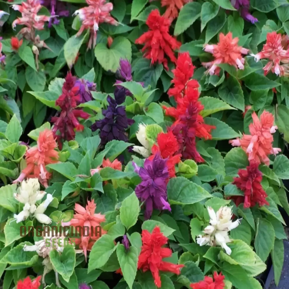 Salvia Dwarf Reddy Formula Mixed Seeds – Compact Hybrid Variety for Vibrant Garden Blooms - Image 3