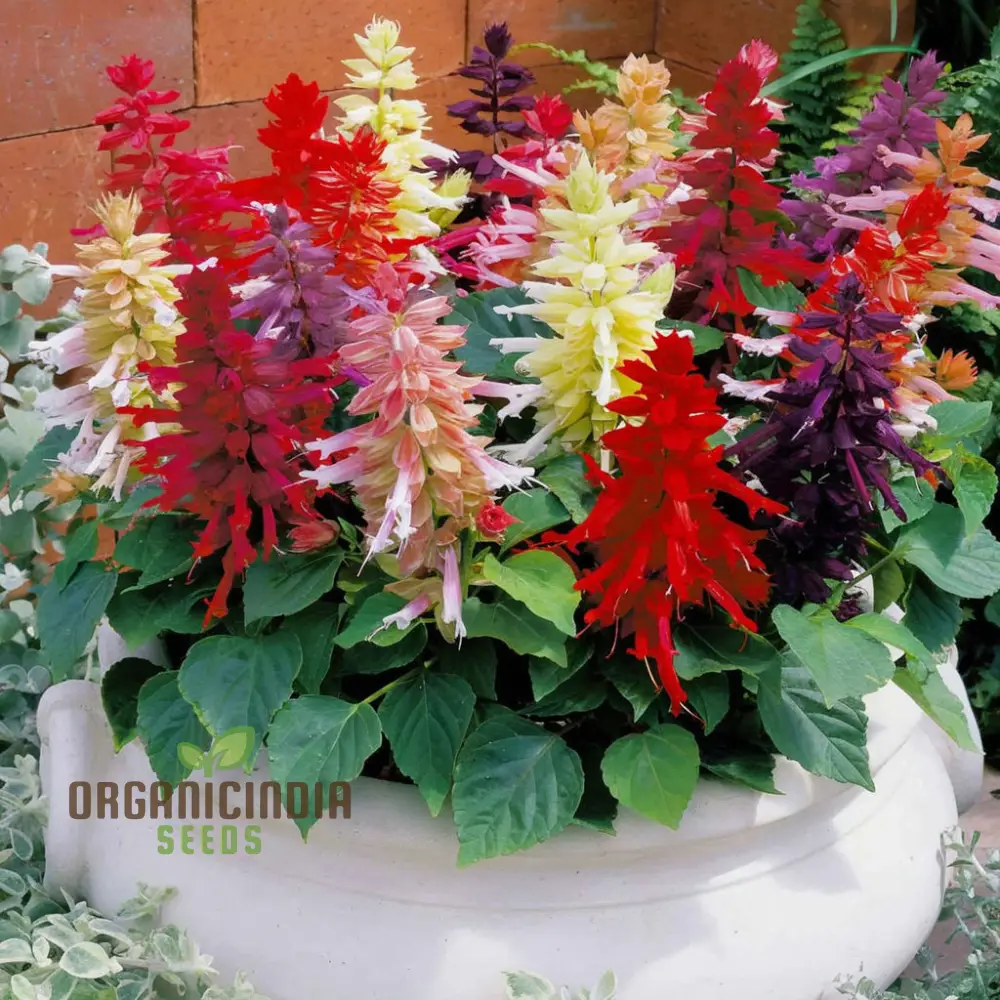 Salvia Dwarf Reddy Formula Mixed Seeds – Compact Hybrid Variety for Vibrant Garden Blooms - Image 4