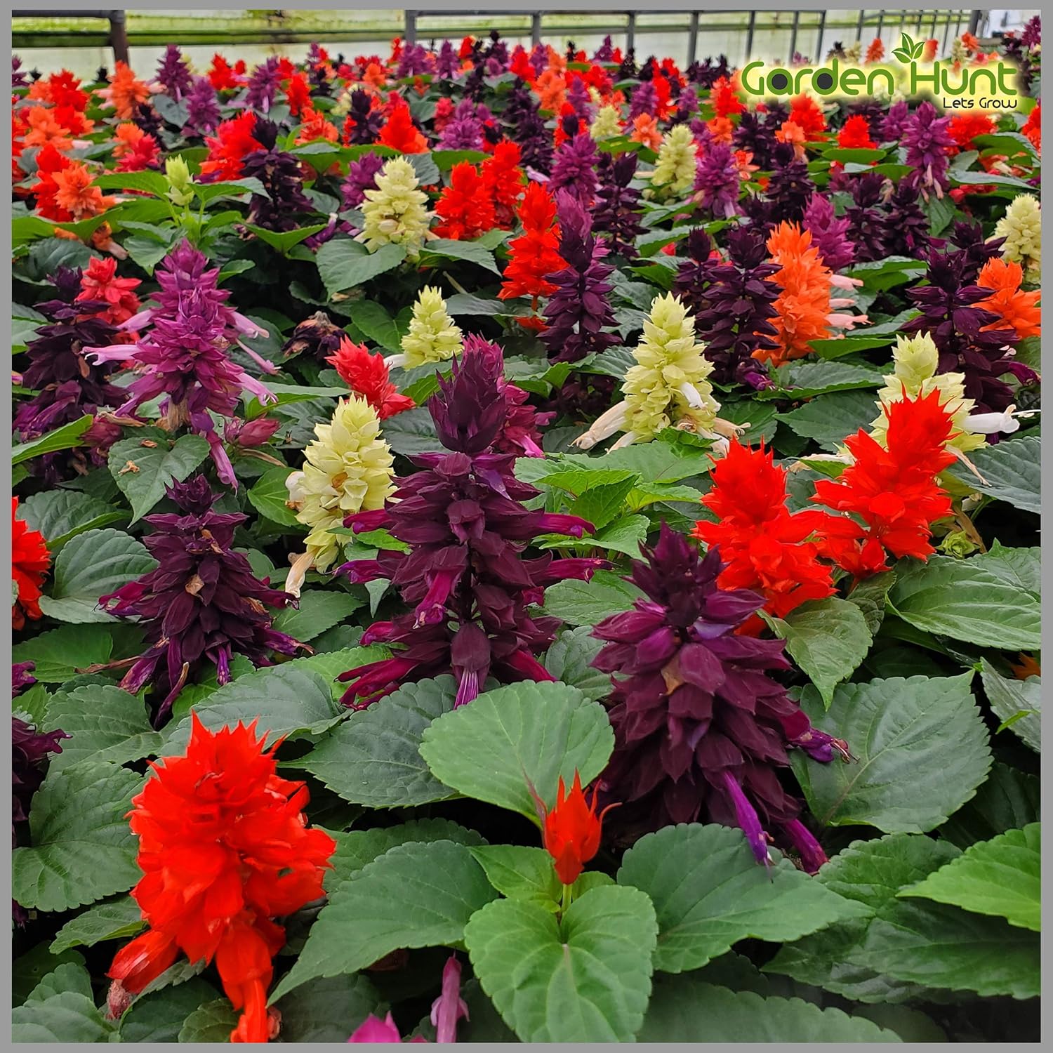 Salvia Dwarf Reddy Formula Mixed Seeds – Compact Hybrid Variety for Vibrant Garden Blooms - Image 5