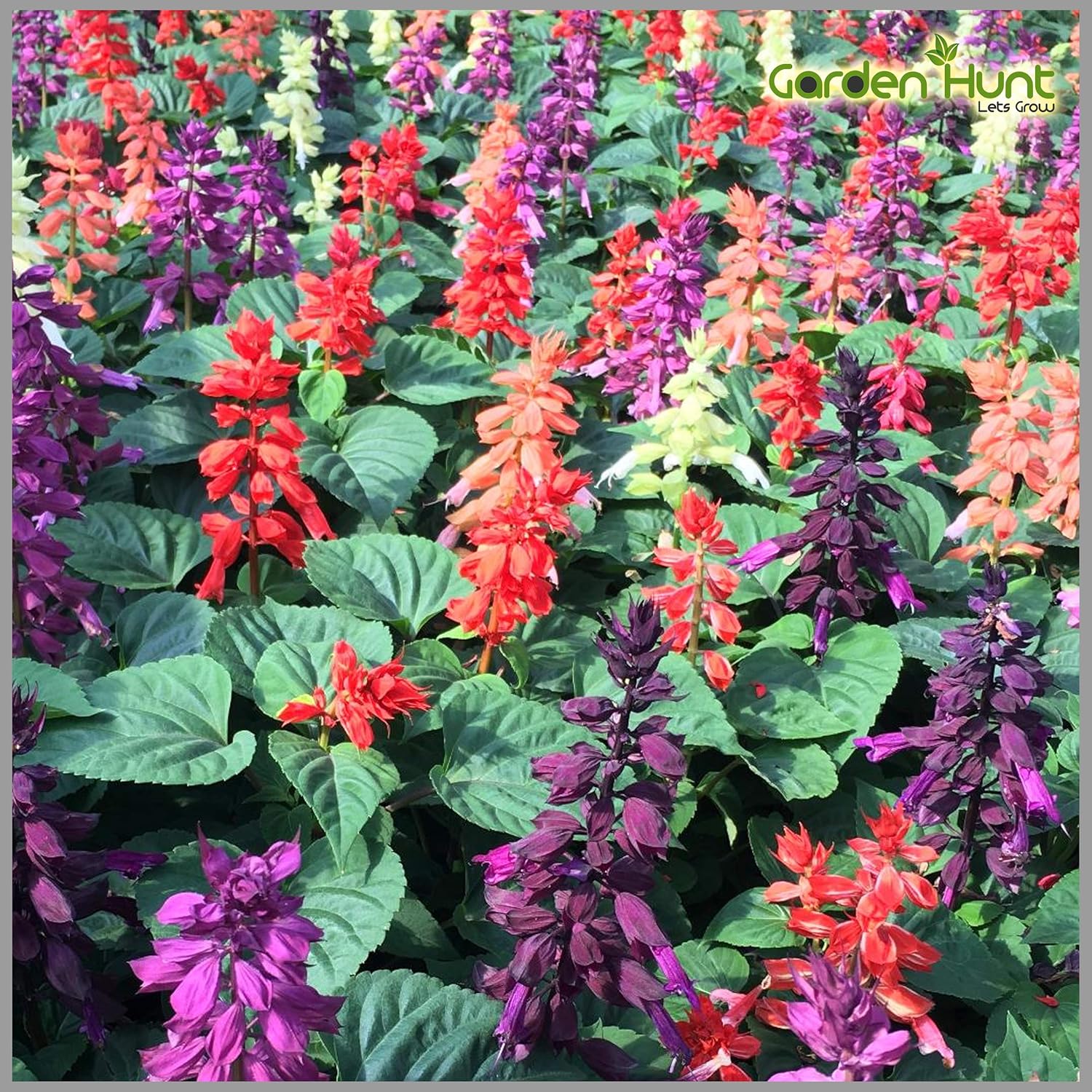 Salvia Dwarf Reddy Formula Mixed Seeds – Compact Hybrid Variety for Vibrant Garden Blooms - Image 6