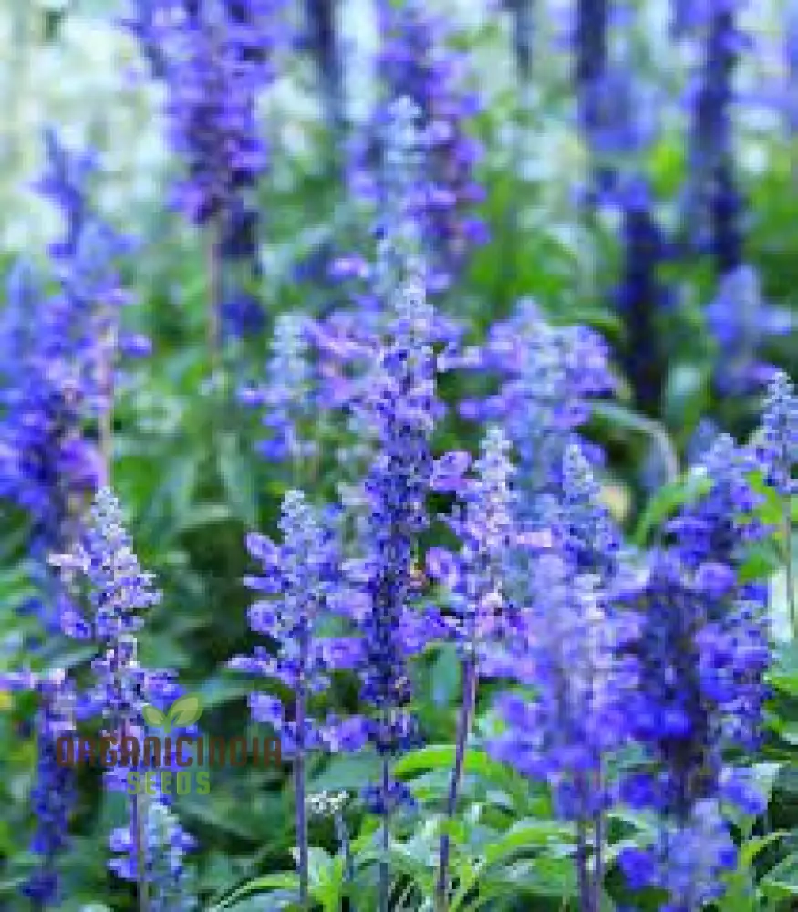 Salvia Farinacea Deep Blue Seeds - Premium Gardening Seeds for Stunning Blue Flowers, Organic Seed Variety