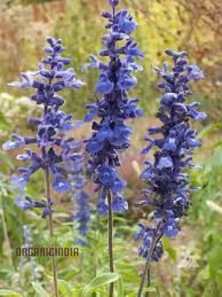 Salvia Farinacea Deep Blue Seeds - Premium Gardening Seeds for Stunning Blue Flowers, Organic Seed Variety - Image 3